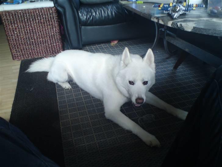 Blanding af racer Cato billede 8