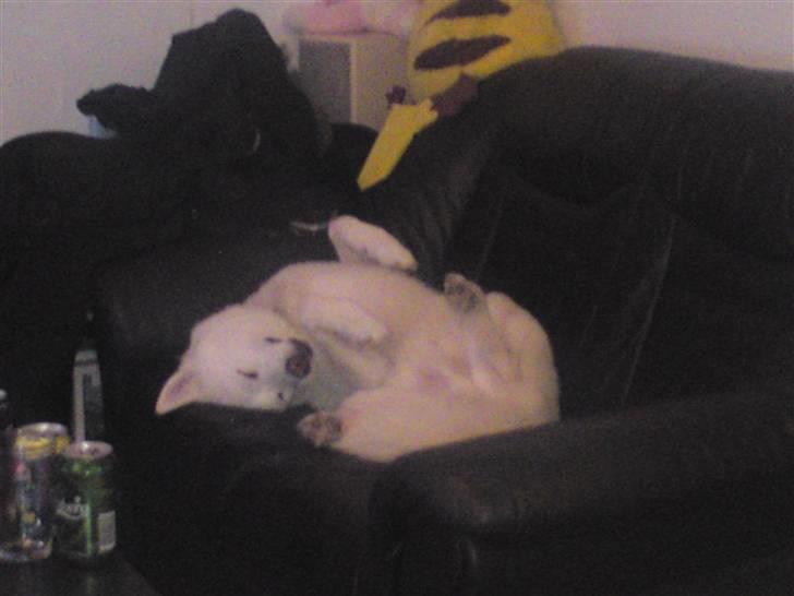 Blanding af racer Cato billede 9