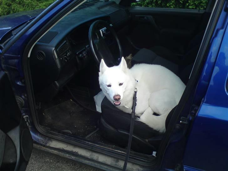 Blanding af racer Cato billede 10