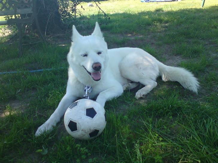 Blanding af racer Cato billede 11