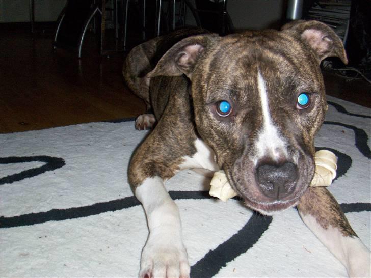 Amerikansk staffordshire terrier Ringo billede 1