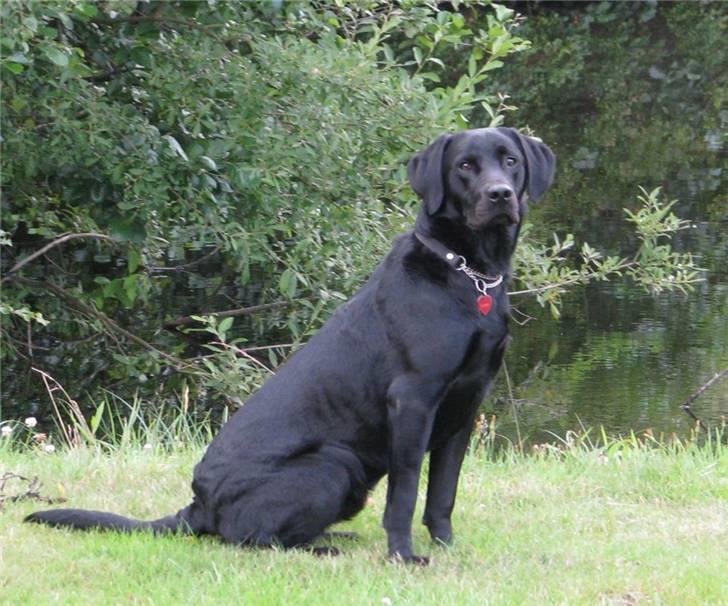 Labrador retriever Jeiko (Formel 1) billede 1