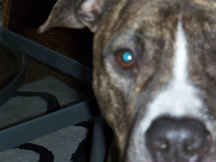 Amerikansk staffordshire terrier Ringo billede 2