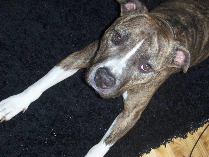 Amerikansk staffordshire terrier Ringo billede 3