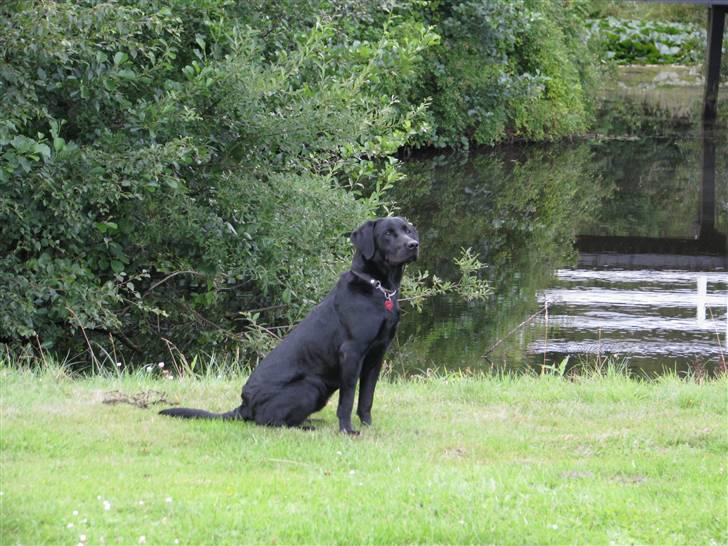 Labrador retriever Jeiko (Formel 1) billede 2