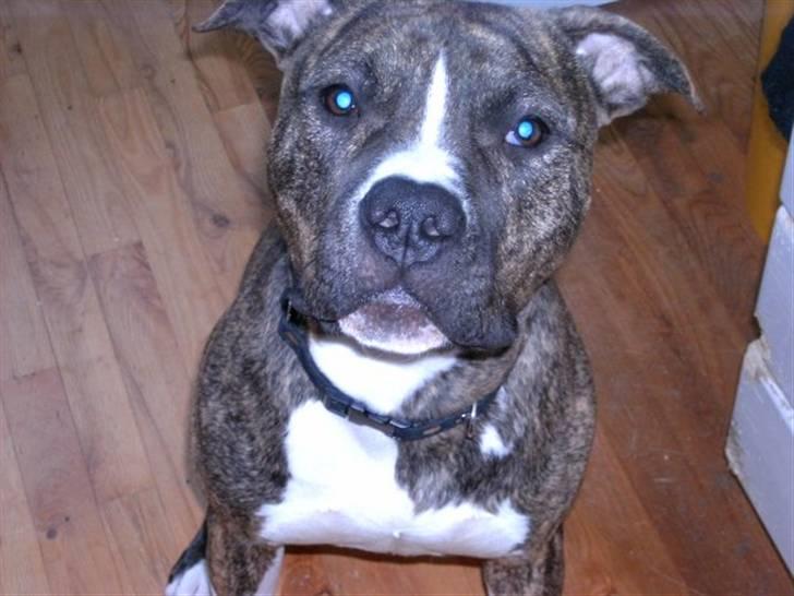 Amerikansk staffordshire terrier Ringo billede 4