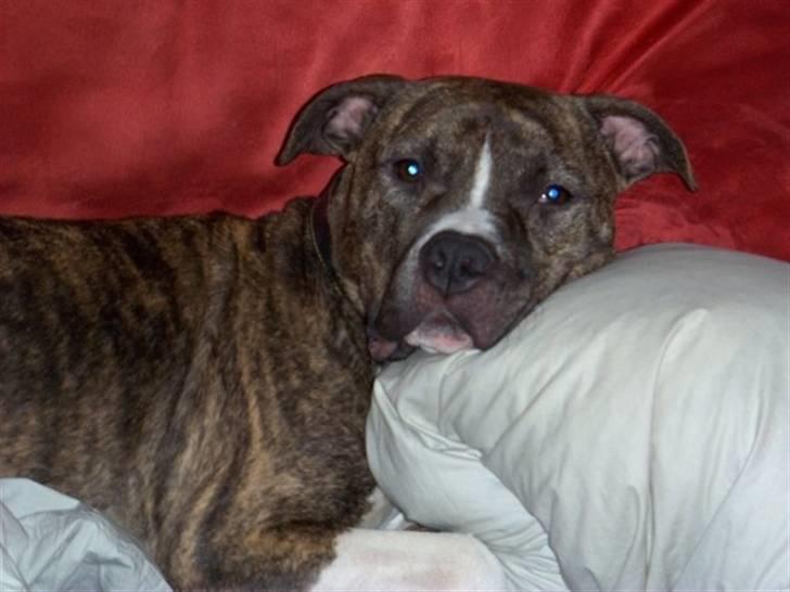 Amerikansk staffordshire terrier Ringo billede 5