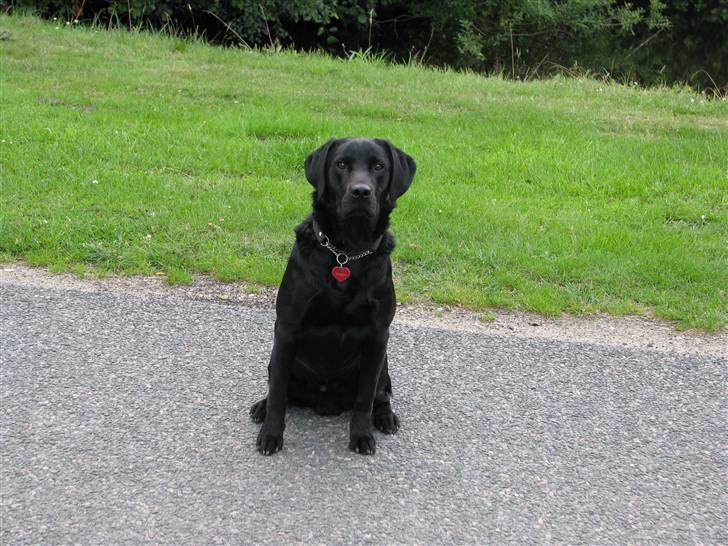 Labrador retriever Jeiko (Formel 1) billede 3