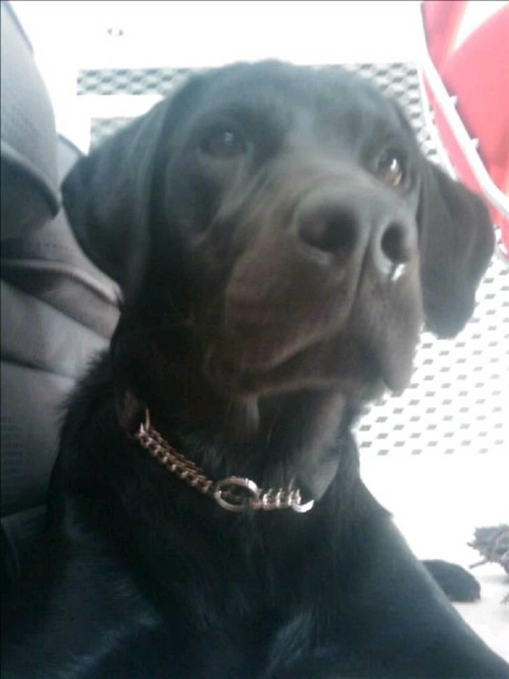 Labrador retriever Jeiko (Formel 1) billede 5