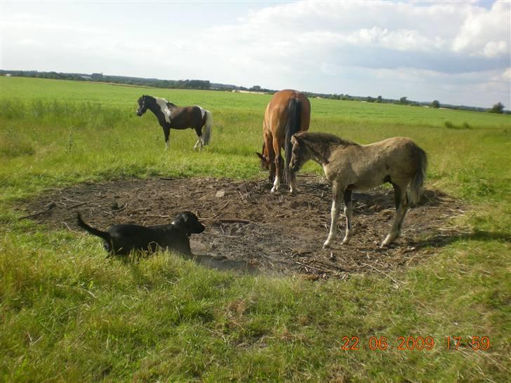 Blanding af racer zita billede 2