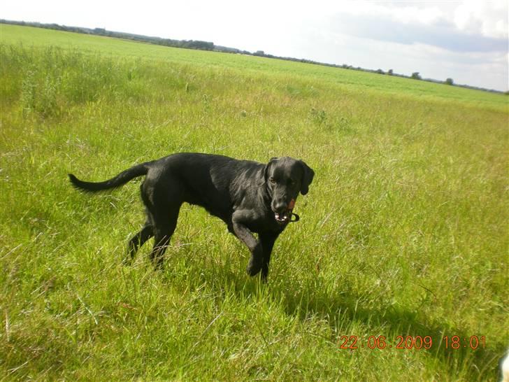 Blanding af racer zita billede 3