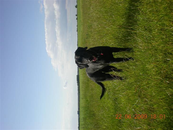 Blanding af racer zita billede 4