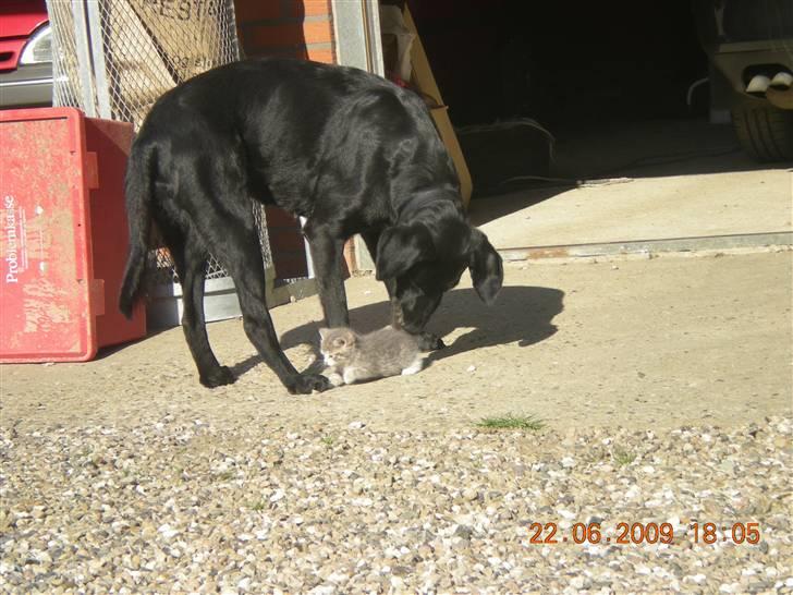 Blanding af racer zita billede 5