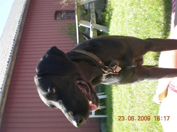 Blanding af racer zita billede 6