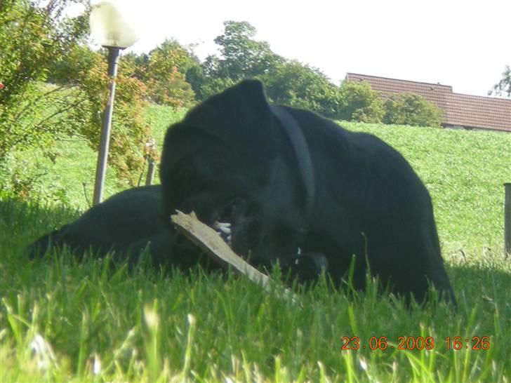 Blanding af racer zita billede 7