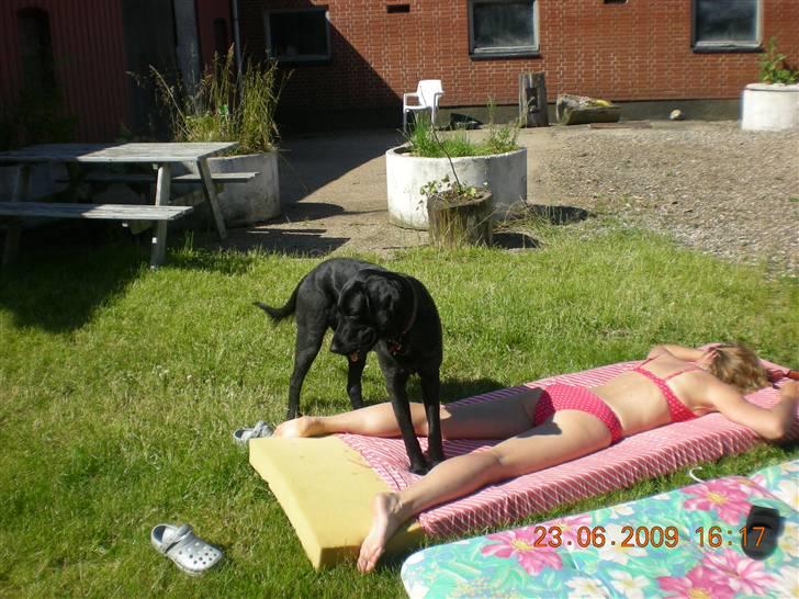 Blanding af racer zita billede 8