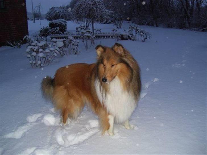 Collie langhåret Bobby - Hej jeg hedder bobby Velkommen til min profil billede 1