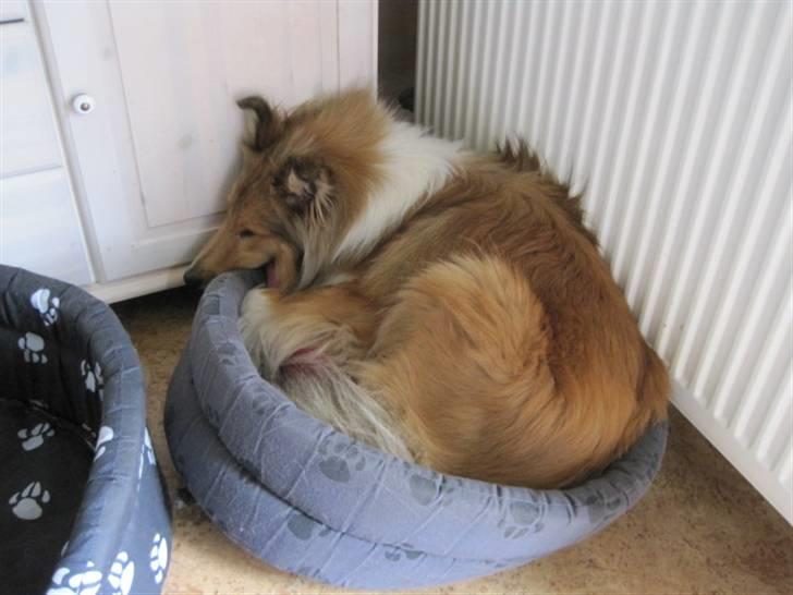 Collie langhåret Bobby - jeg har lige hugget min vens kurv den lidt lille men det går  billede 2