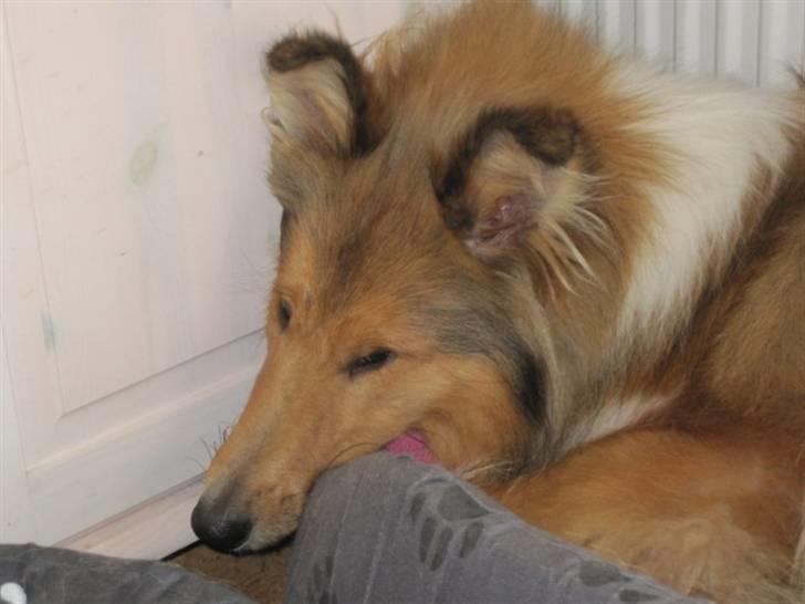 Collie langhåret Bobby billede 3