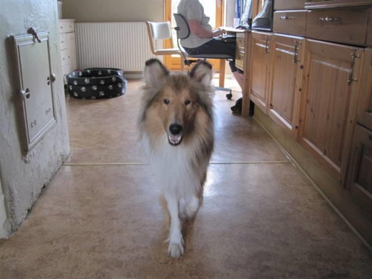 Collie langhåret Bobby - vil du snakke med mig siden du sidder på gulvet. jeg kommer  billede 4