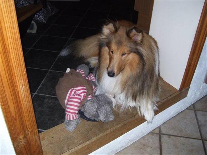 Collie langhåret Bobby - min gode ven jason bamse,( jeg har taget den fra ham) hehe<3 billede 6