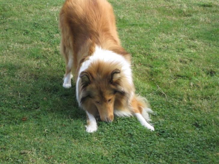 Collie langhåret Bobby - Leg nu med mig! ! ! billede 7