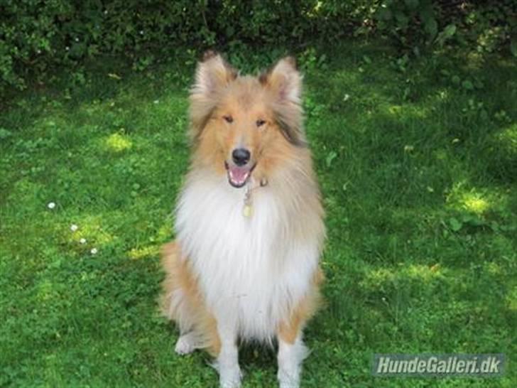 Collie langhåret Bobby - jeg er ude i haven og lege billede 8