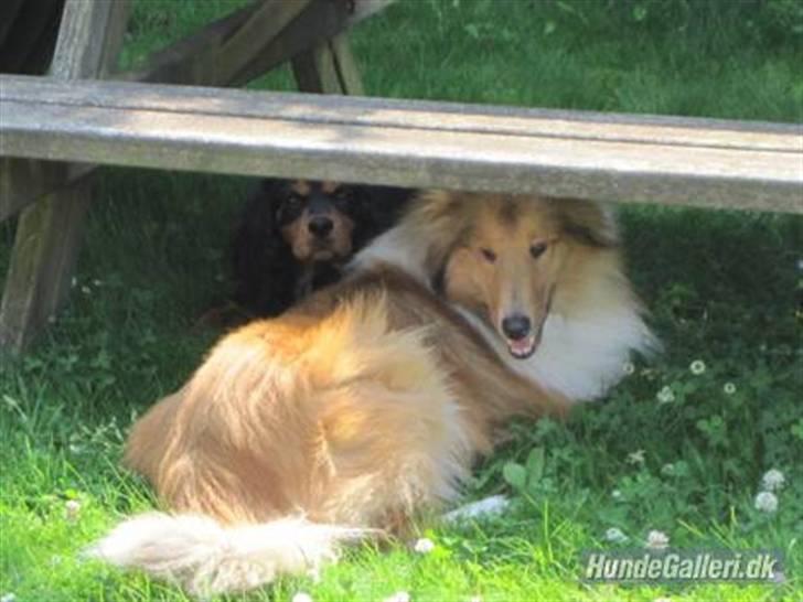 Collie langhåret Bobby - afhh her er dejligt koldt billede 9