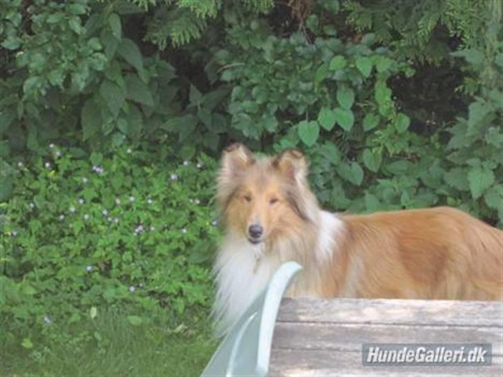 Collie langhåret Bobby billede 10