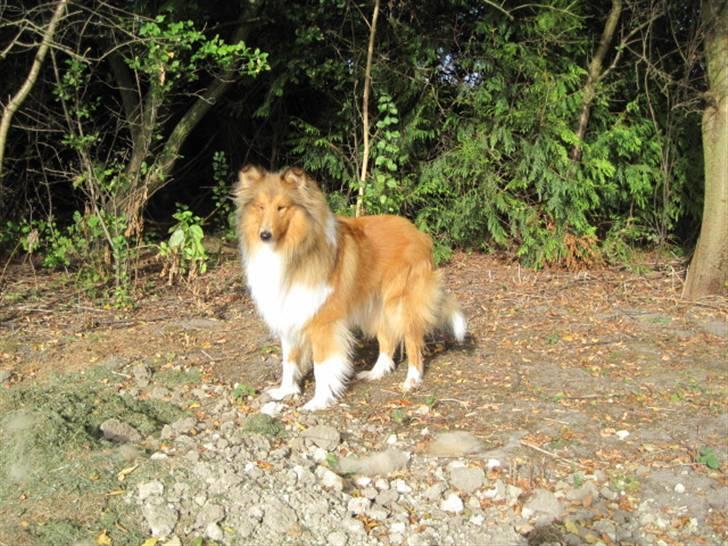 Collie langhåret Bobby - Se mig jeg ligner en løve uden på men det kan man ikke sige jeg er inden i ;D billede 11