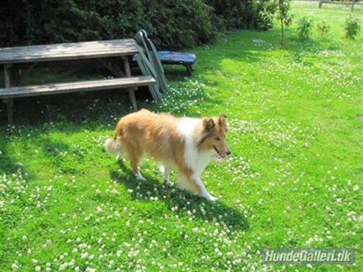 Collie langhåret Bobby billede 12