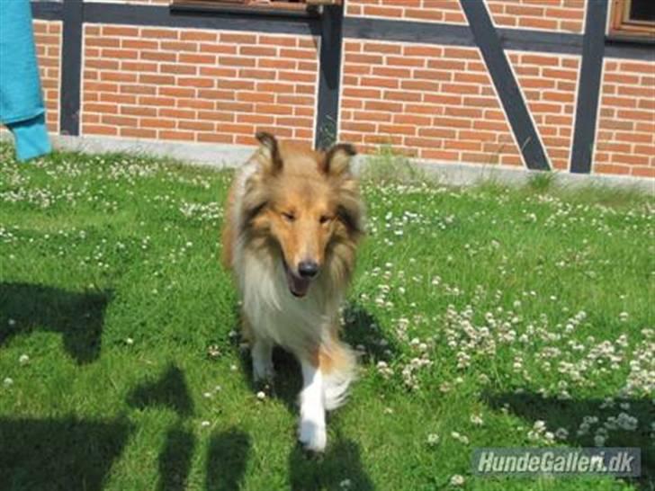 Collie langhåret Bobby - jubii :D billede 13