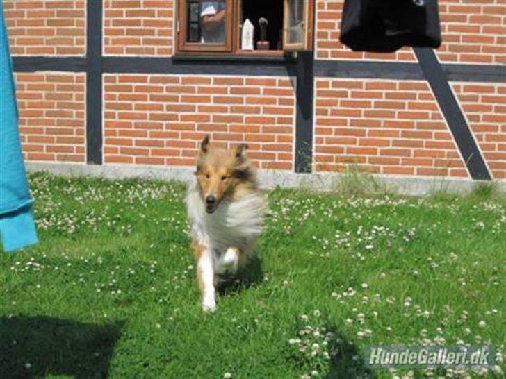 Collie langhåret Bobby - jeg har lige været over og hilse på min far  billede 14