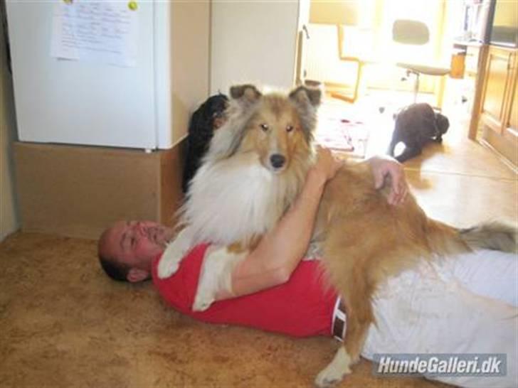 Collie langhåret Bobby - så er det tid til min middags lur med far. Vi ses billede 15