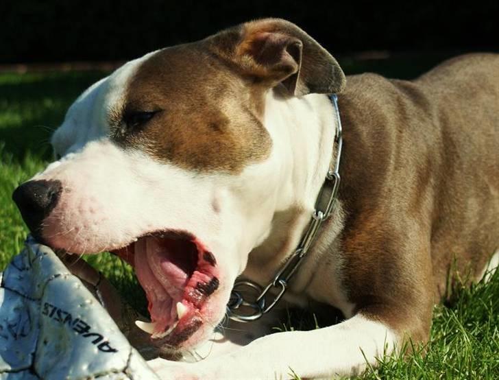 Amerikansk staffordshire terrier Balto billede 8