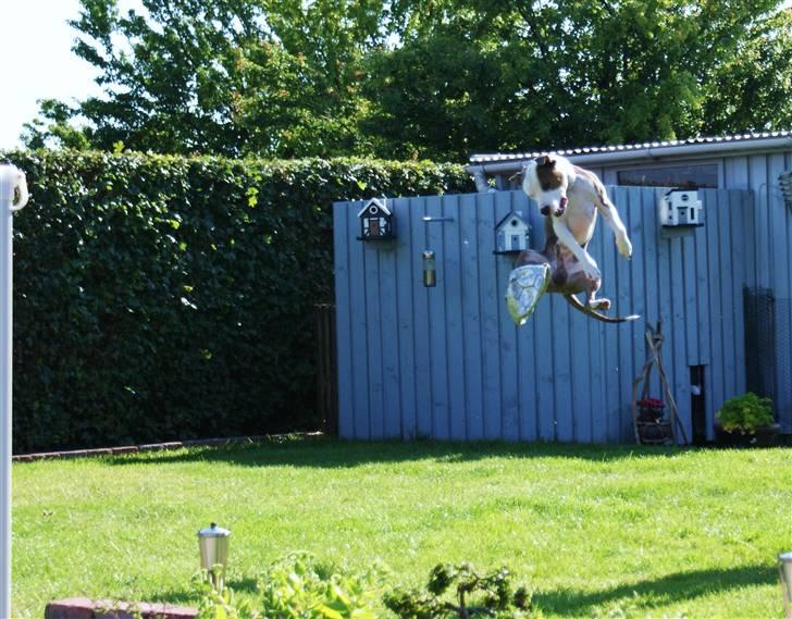 Amerikansk staffordshire terrier Balto billede 9