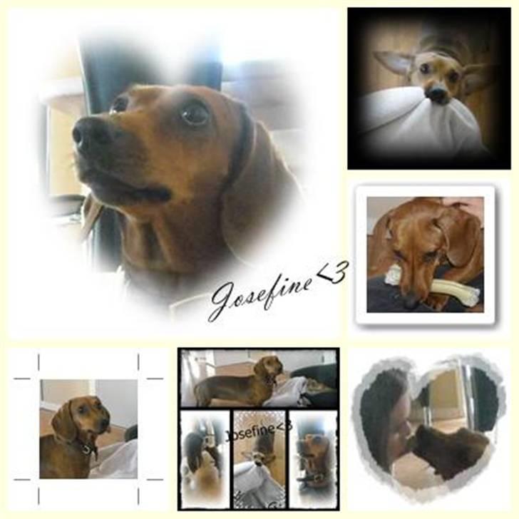 Gravhund Josefine DØD - Lavet af Lise :D billede 15