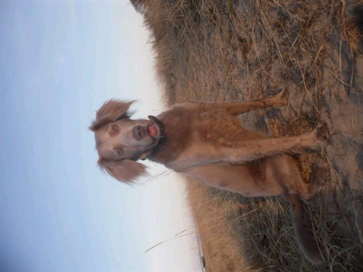 Langhåret Weimaraner Luna - På stranden (: billede 13