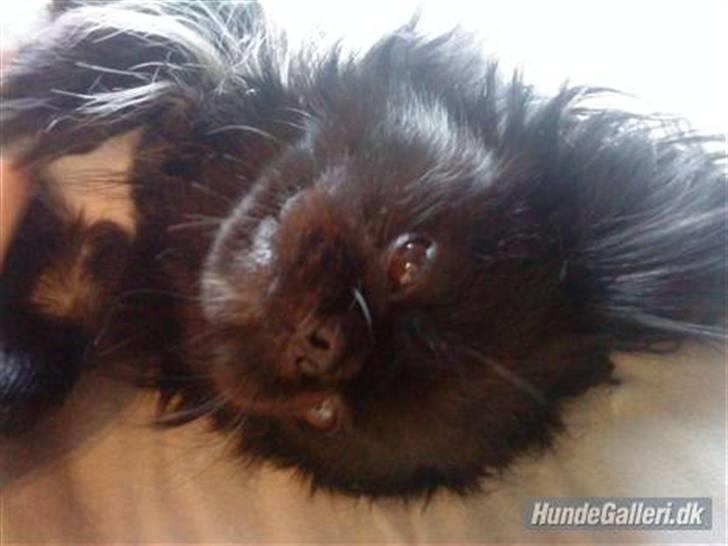Pekingeser Hr. Gismo Thomsen - Er jeg ikke nuttet:-) billede 1