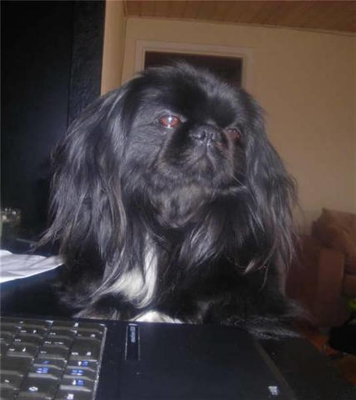 Pekingeser Hr. Gismo Thomsen billede 2