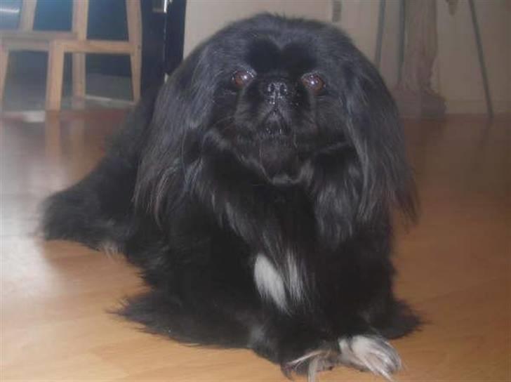 Pekingeser Hr. Gismo Thomsen - det allerførste billede jeg så af Gismo, fra hans gamle ejere:-) billede 3