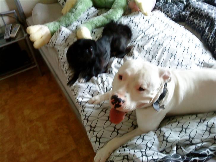 Pekingeser Hr. Gismo Thomsen - Gismo og vores anden hund Møffe:-) billede 4