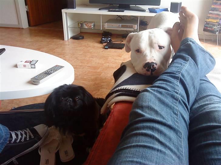 Pekingeser Hr. Gismo Thomsen - Jeg sidder med en leverpostejsmad .. Derfor de kigger så sødt:-) billede 5