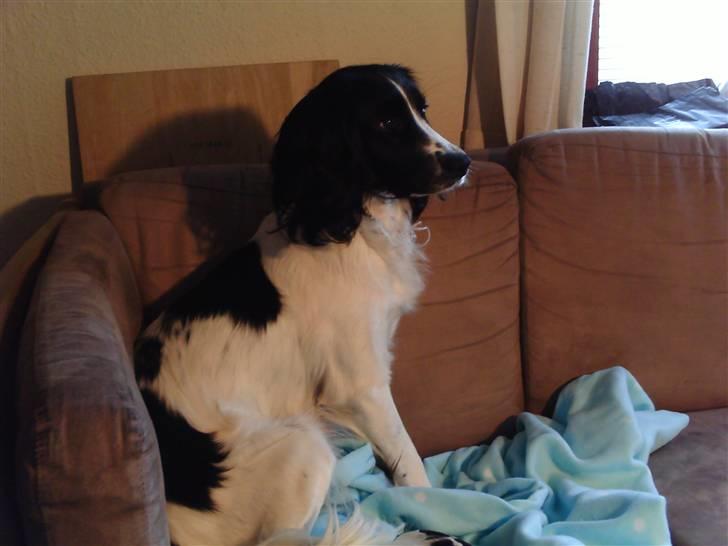 Field Trial spaniel nooney billede 15