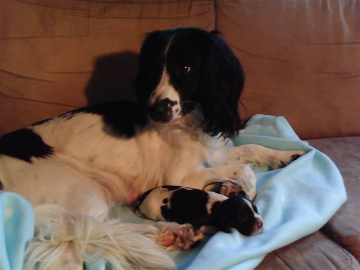 Field Trial spaniel nooney billede 16
