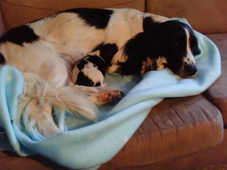 Field Trial spaniel nooney billede 17