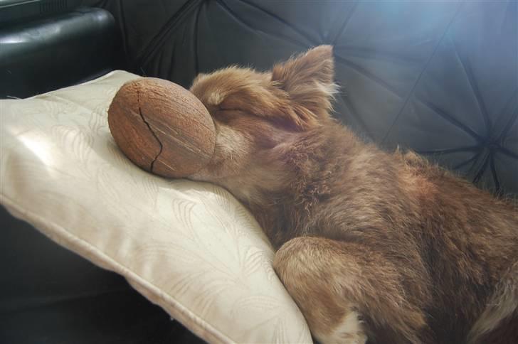 Finsk lapphund Fjällfarmens Qikki - Qira var ved at lege med kokosnødden, og så ligepludselig blev hun træt ;) billede 32