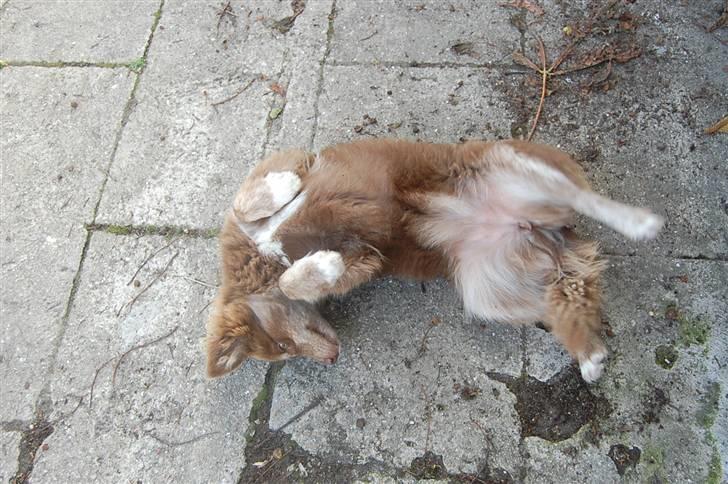 Finsk lapphund Fjällfarmens Qikki - "søde rare Melanie, vil du ikk godt klø mig på maven? ;)" billede 33