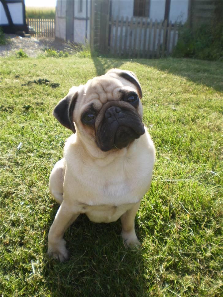 Mops Møffe billede 5