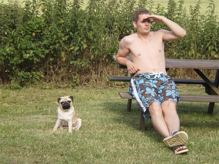 Mops Møffe billede 6